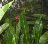 Heliconia subulata. Листья и соцветия. Перу, регион Куско, провинция Урубамба, территория археологического комплекса \"Machu Picchu\", склон русла под мостиком. 18.10.2019.