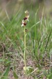 Ophrys подвид caucasica