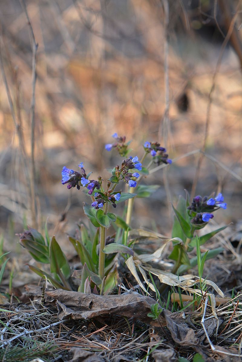 Изображение особи Pulmonaria mollis.