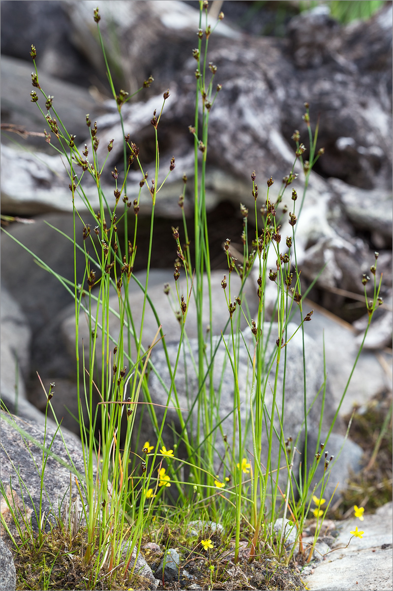 Изображение особи Juncus nodulosus.