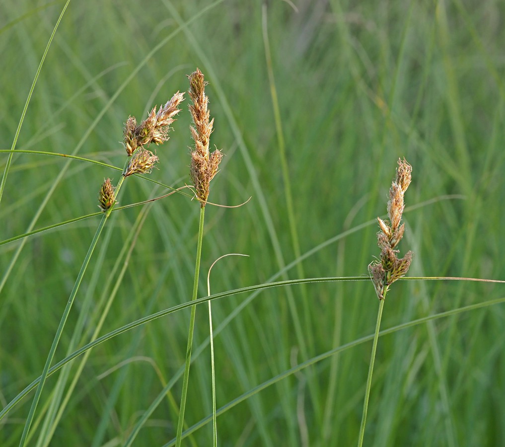 Изображение особи Carex disticha.