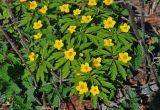 Anemone ranunculoides. Верхушки цветущих растений. Самарская обл., Ставропольский р-н, окр. с. Жигули, Молодецкий курган, опушка широколиственного леса. 03.05.2021.