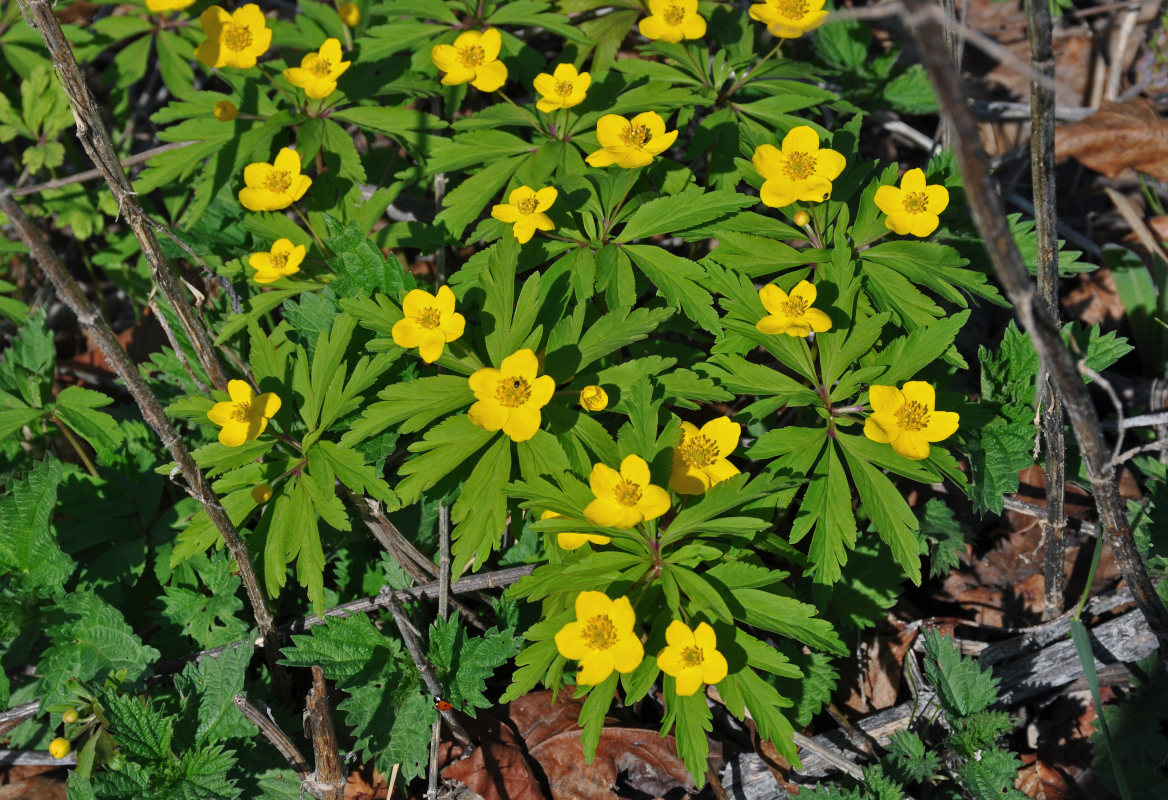 Изображение особи Anemone ranunculoides.