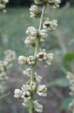 Beta trigyna. Часть соплодия. Крым, Симферополь. 30 июня 2010 г.