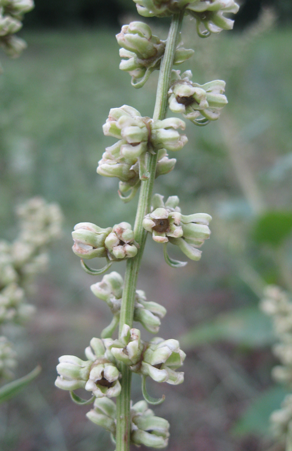 Image of Beta trigyna specimen.