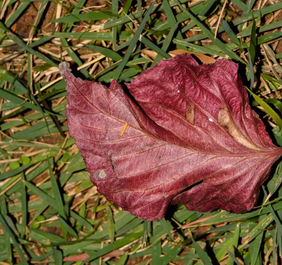 Изображение особи Acalypha wilkesiana.