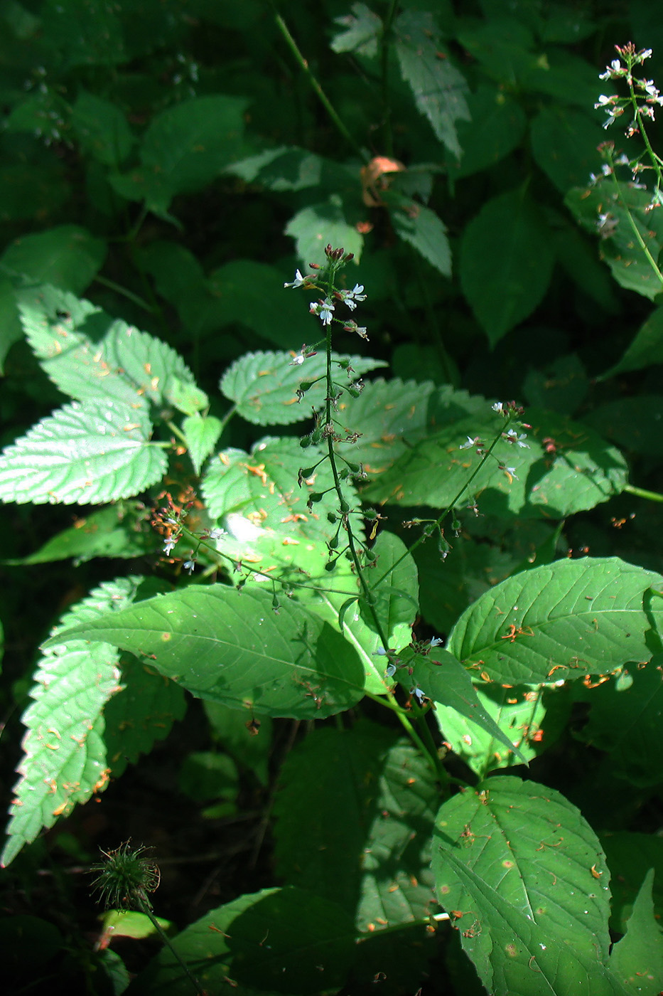 Image of Circaea lutetiana specimen.