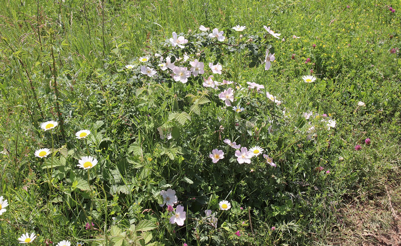 Изображение особи Rosa marginata.