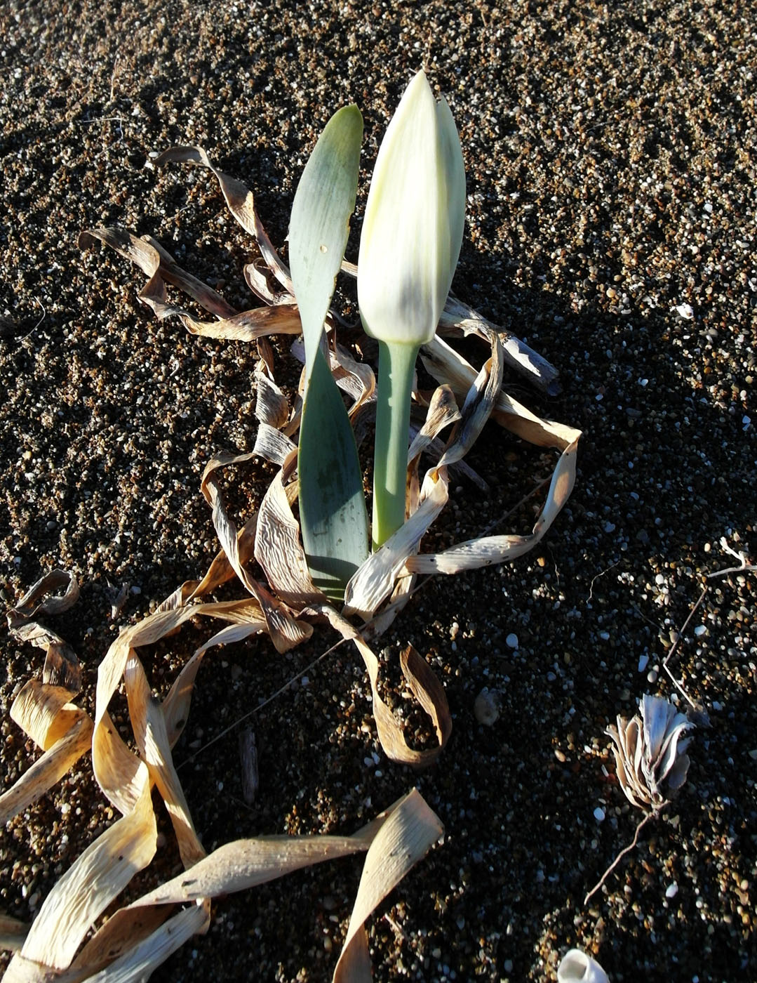 Изображение особи Pancratium maritimum.