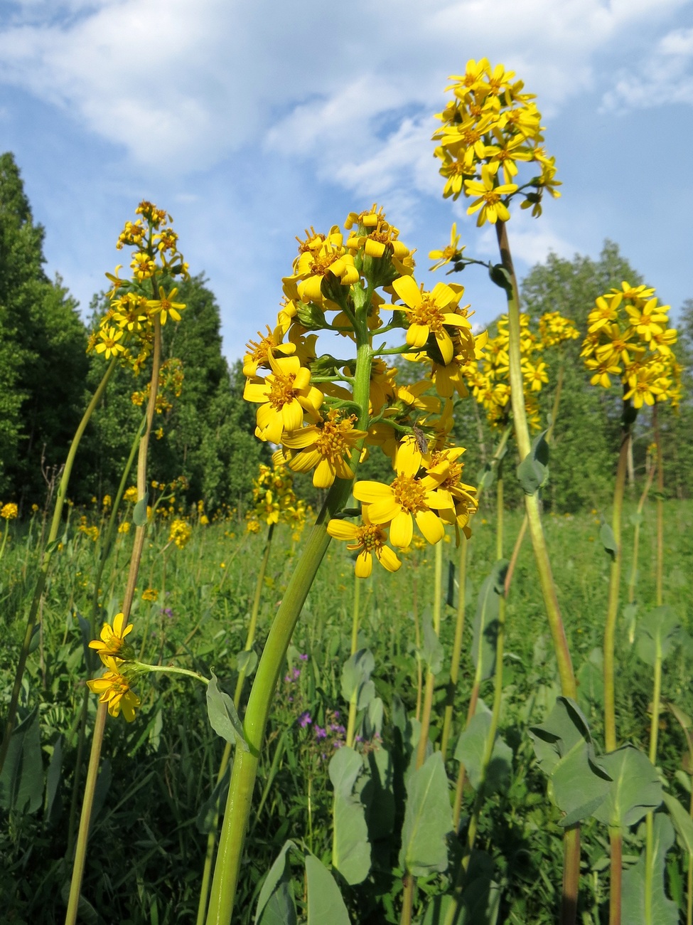 Image of Ligularia glauca specimen.