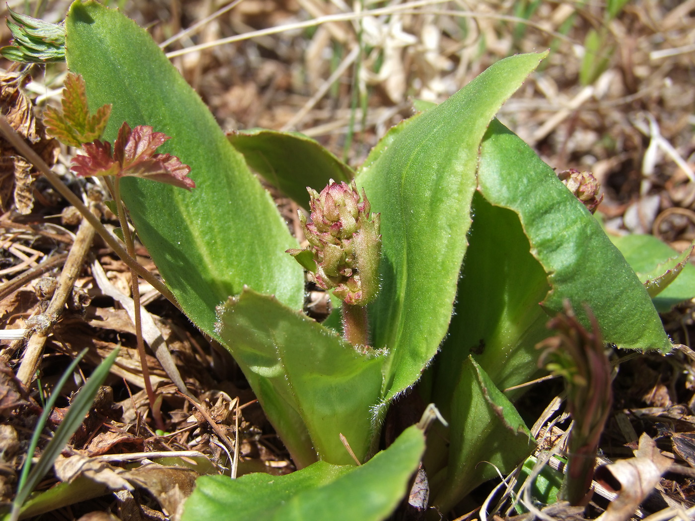 Image of Micranthes hieraciifolia specimen.