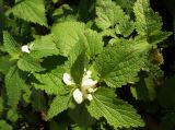 Lamium album