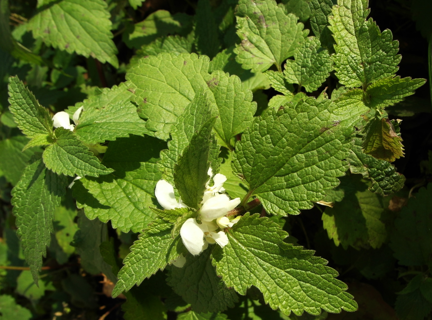 Image of Lamium album specimen.