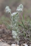 Bombycilaena erecta