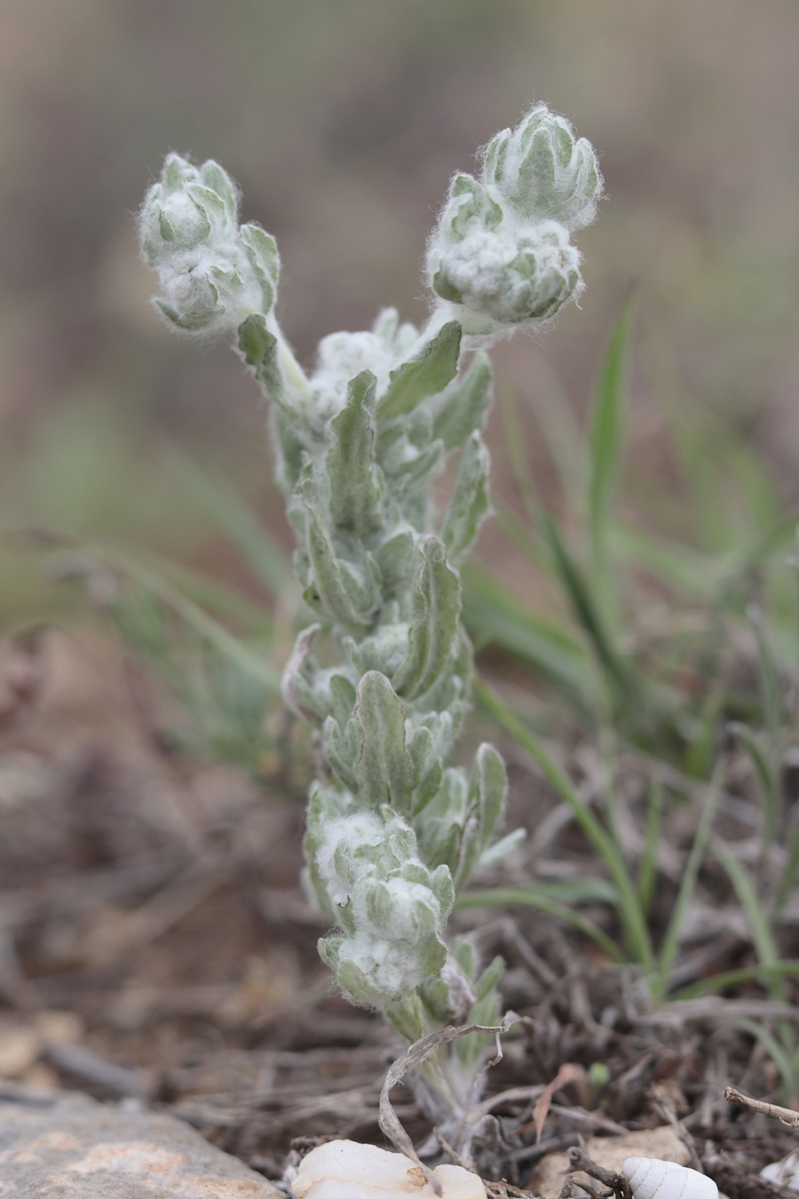 Image of Bombycilaena erecta specimen.