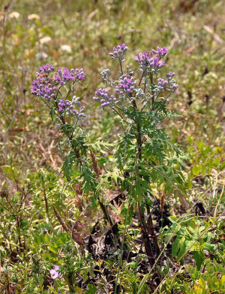 Image of Saussurea pulchella specimen.