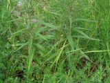 Cirsium serratuloides. Нижние листья. Иркутская обл., Слюдянский р-н, окр. мыса Шаманский, опушка смешанного леса. 22.07.2021.
