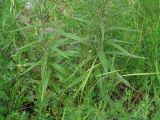 Cirsium serratuloides