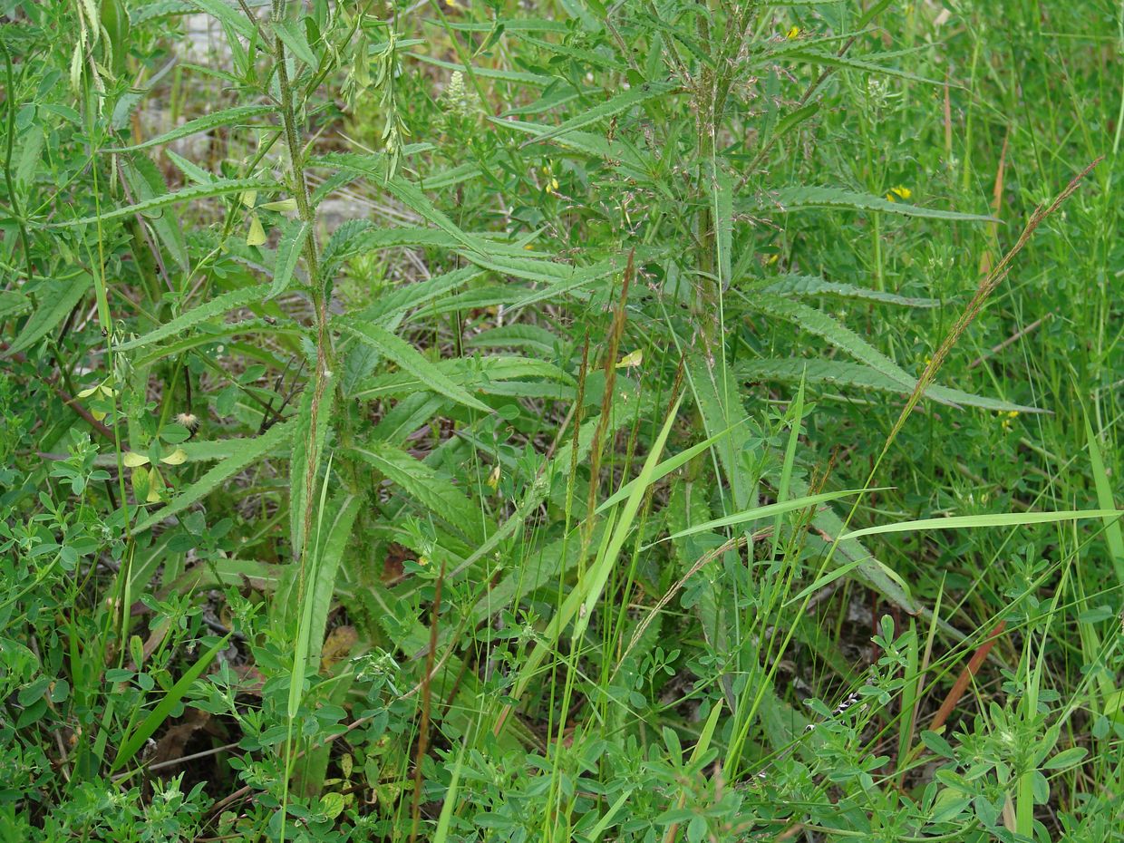 Image of Cirsium serratuloides specimen.