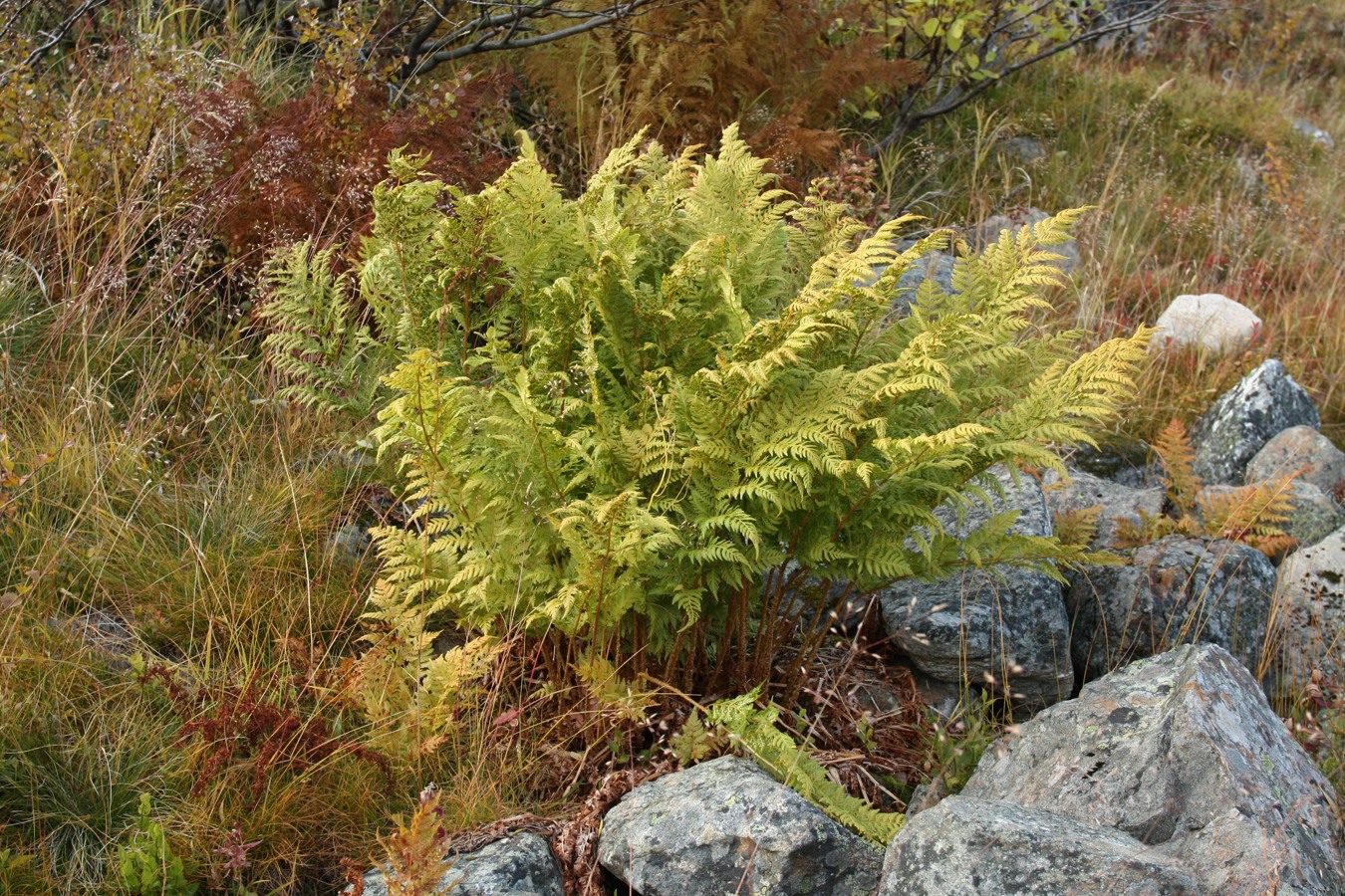 Image of Dryopteris assimilis specimen.