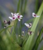 Butomus umbellatus