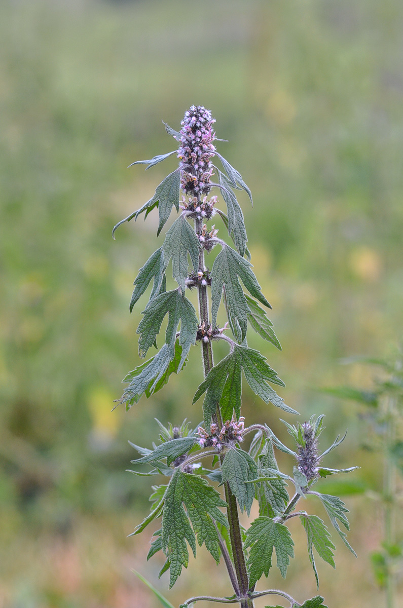 Изображение особи Leonurus quinquelobatus.