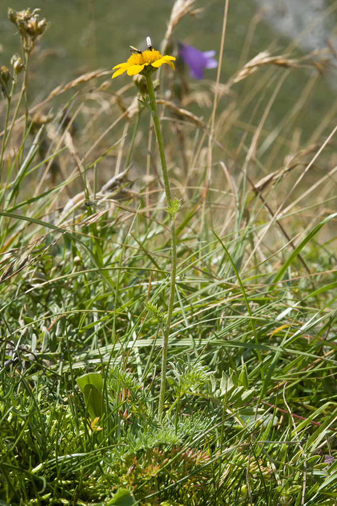 Image of Anthemis sosnovskyana specimen.