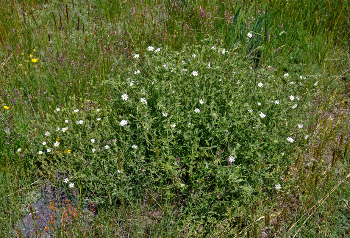 Image of Stellaria dichotoma specimen.