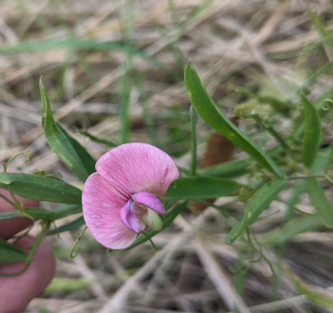 Image of Lathyrus sylvestris specimen.