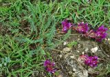 genus Astragalus. Цветущее растение. Дагестан, Гергебильский р-н, долина р. Казикумухское Койсу северо-восточнее Хаджалмахи. 23.04.2010.
