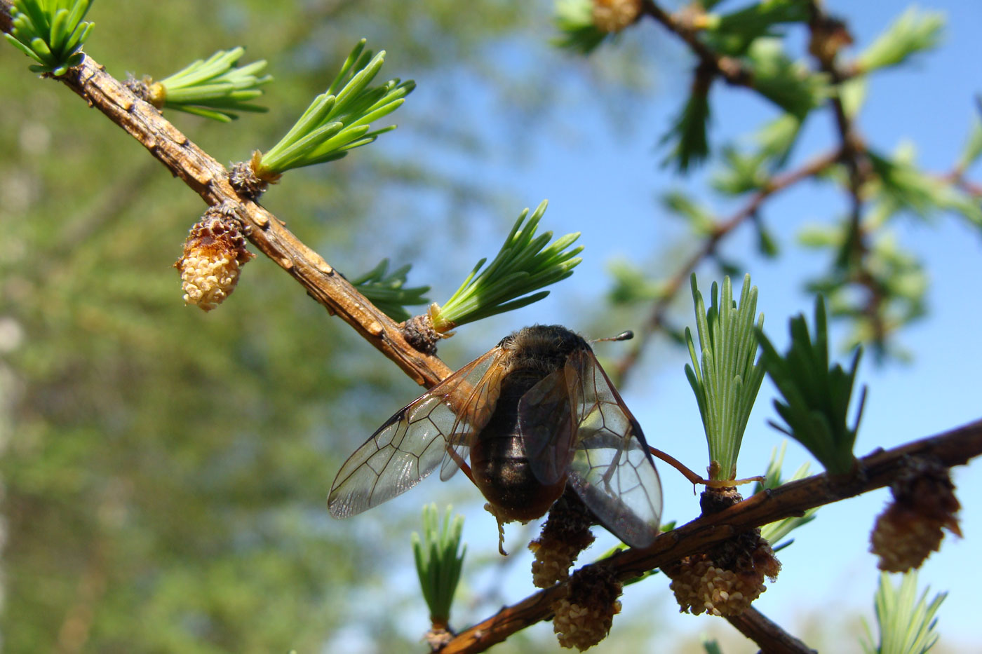 Изображение особи Larix cajanderi.