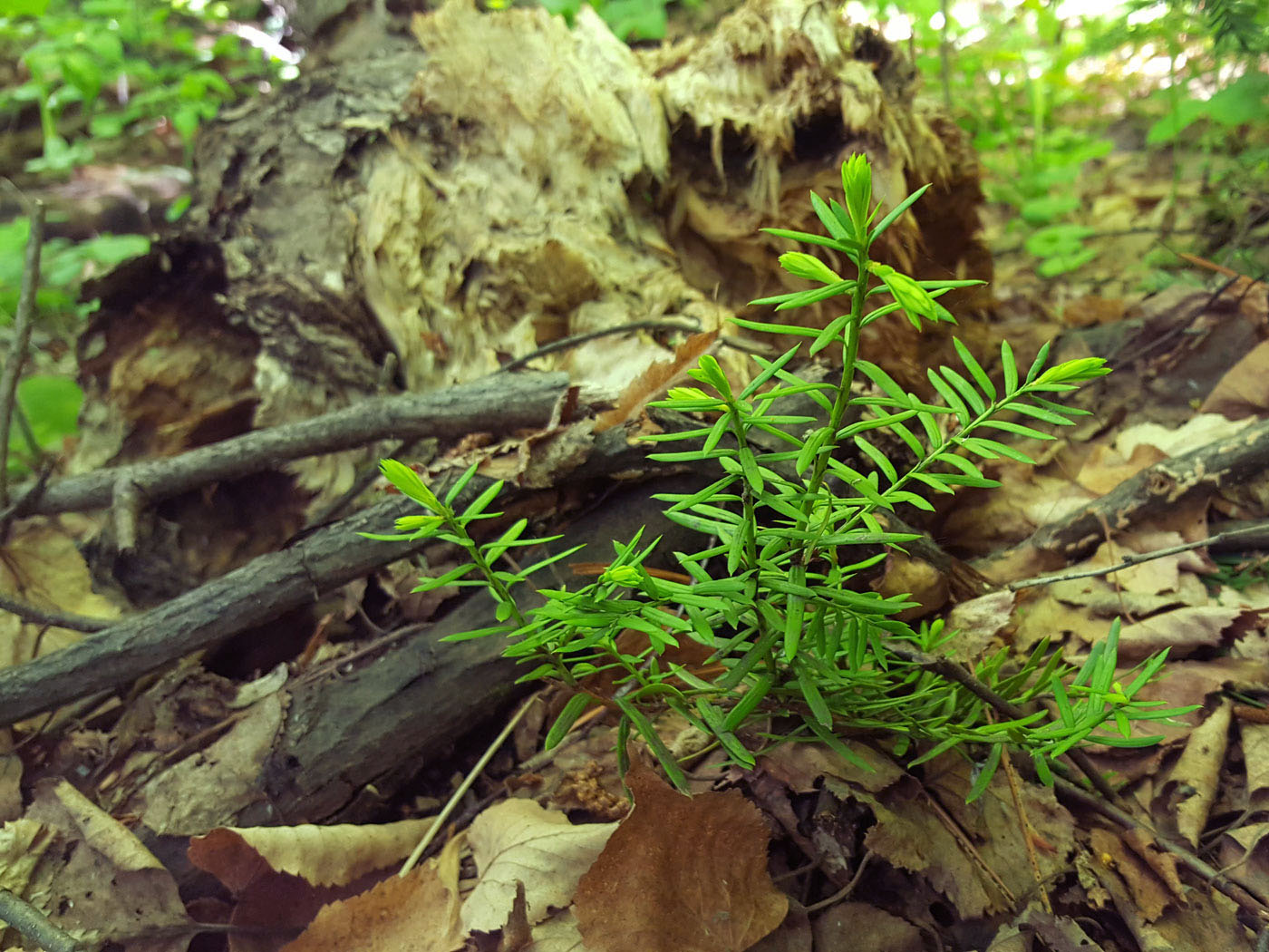 Image of Taxus cuspidata specimen.