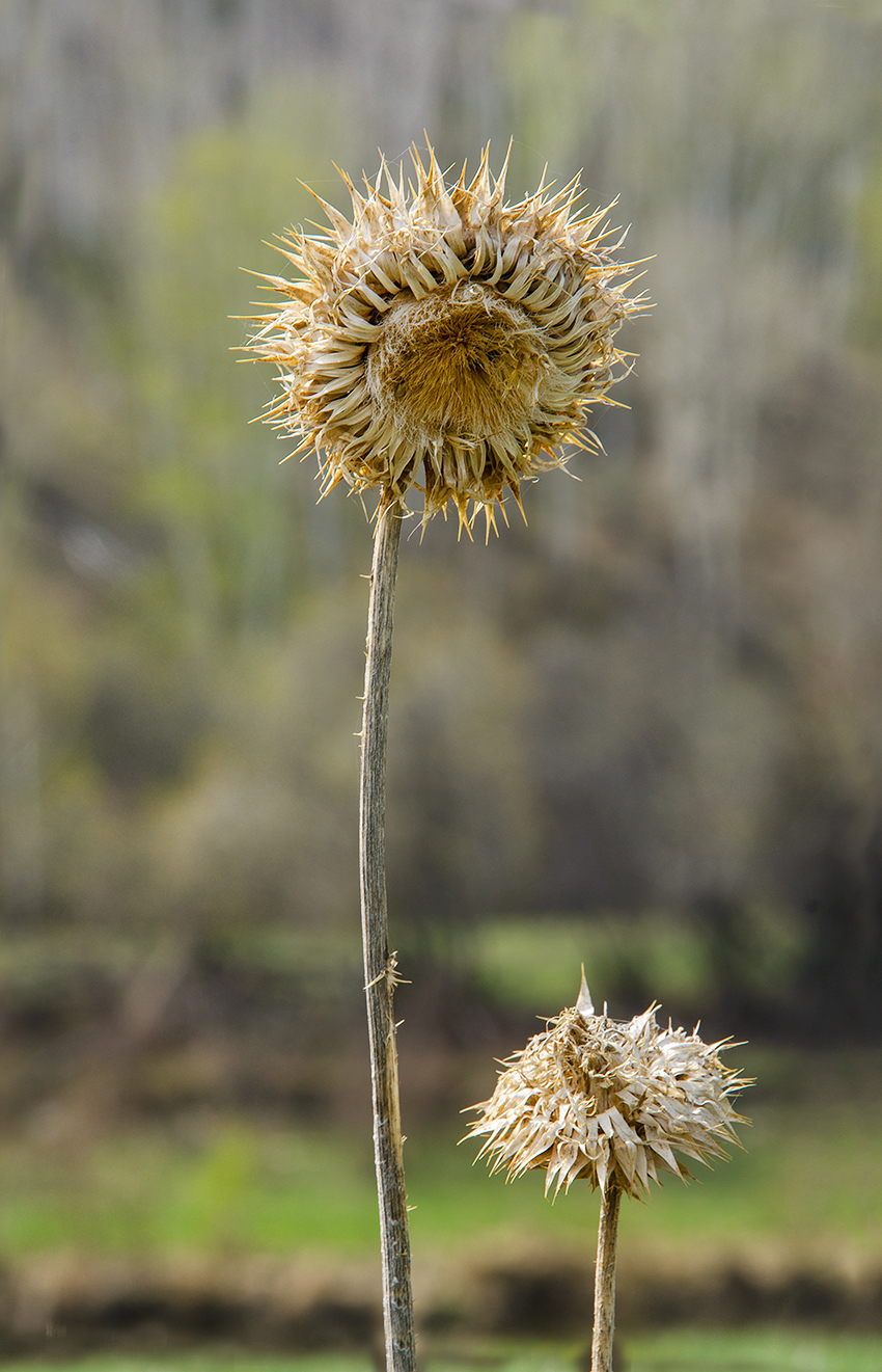 Image of Carduus thoermeri specimen.