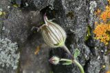 Melandrium latifolium