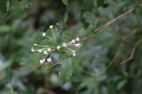 familia Lamiaceae. Ветка с соцветием и листьями. Мадагаскар, провинция Анциранана, регион Диана, окр. г. Анциранана, национальный парк \"Янтарная гора\". 03.05.2018.