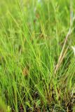 Carex laxa