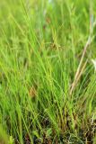 Carex sedakowii