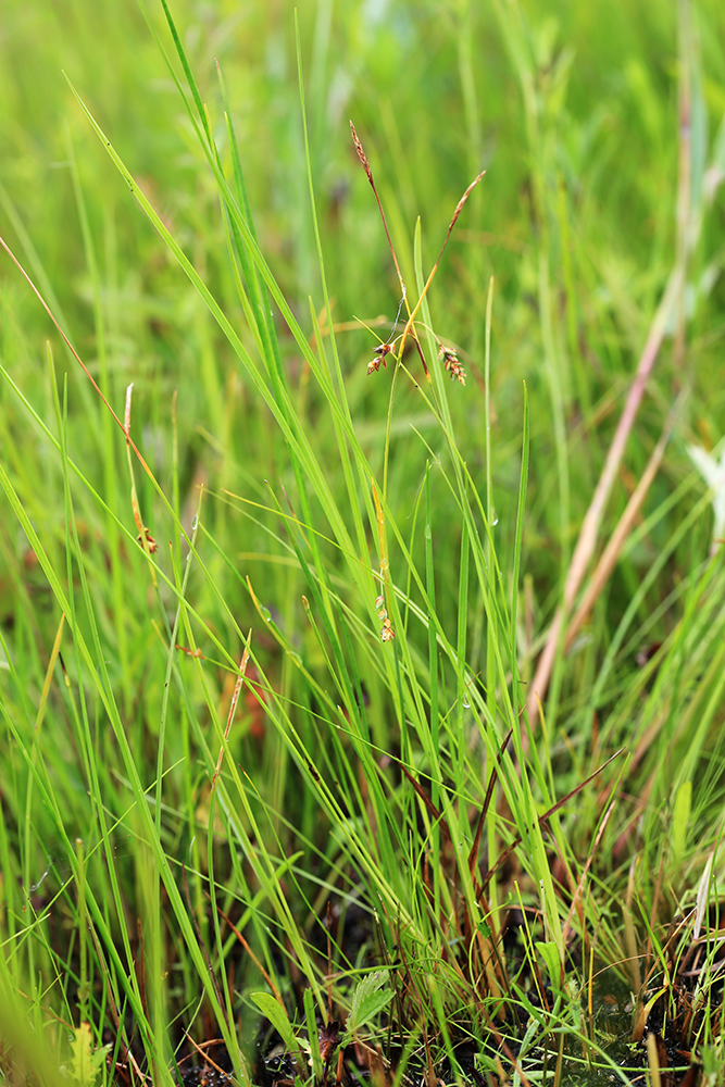 Изображение особи Carex sedakowii.
