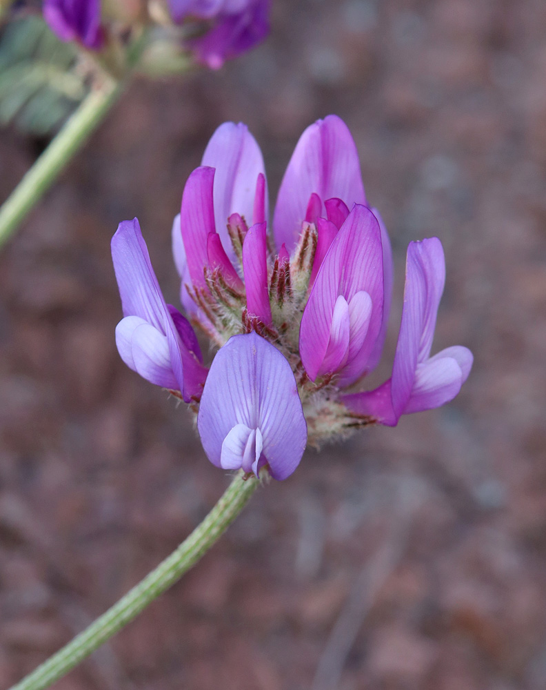 Изображение особи Astragalus bungeanus.