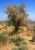 Buddleja polystachya