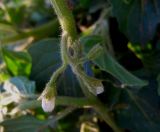 Solanum physalifolium