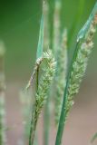 familia Poaceae. Верхушка побега с соплодием. Краснодарский край, Пшадский сельский округ, окр. с. Криница, ущ. Грекова щель, берег ручья. 10.07.2022.