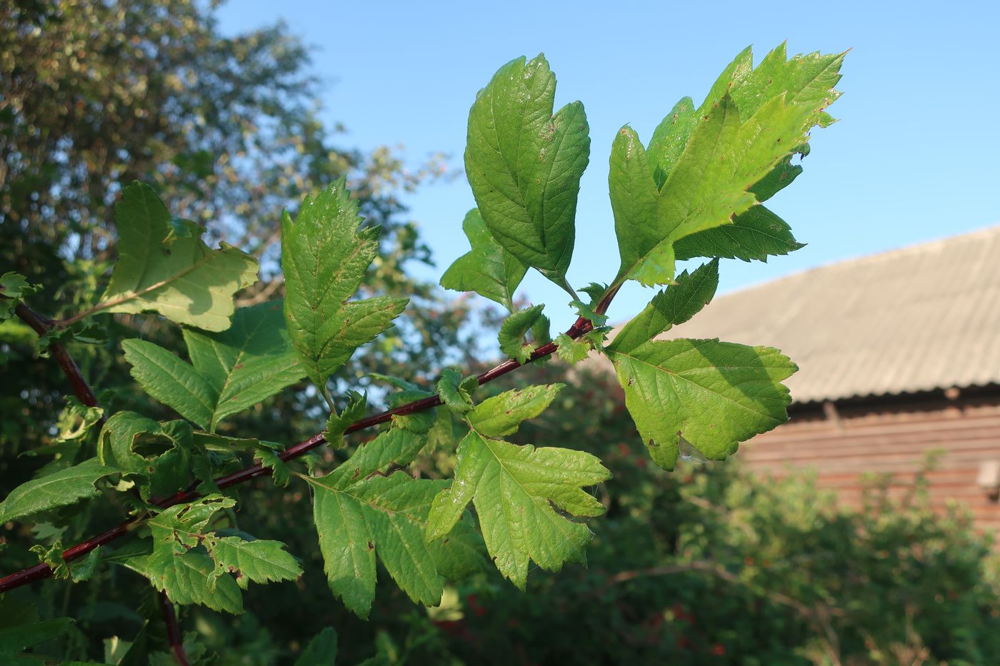 Изображение особи род Crataegus.