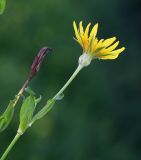 Tragopogon serotinus. Верхушка побега с соцветием. Приморский край, г. Находка, ст. Находка, на ж.-д. путях. 21.08.2022.