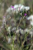 Dianthus karataviensis