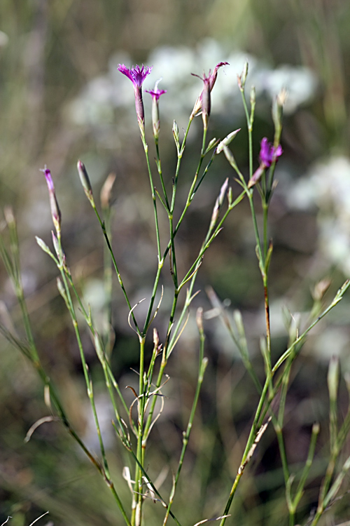 Изображение особи Dianthus karataviensis.