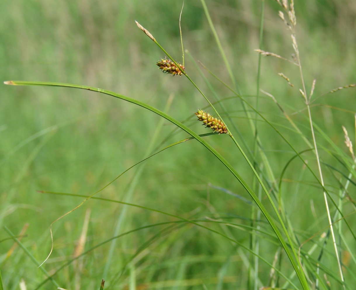 Image of genus Carex specimen.