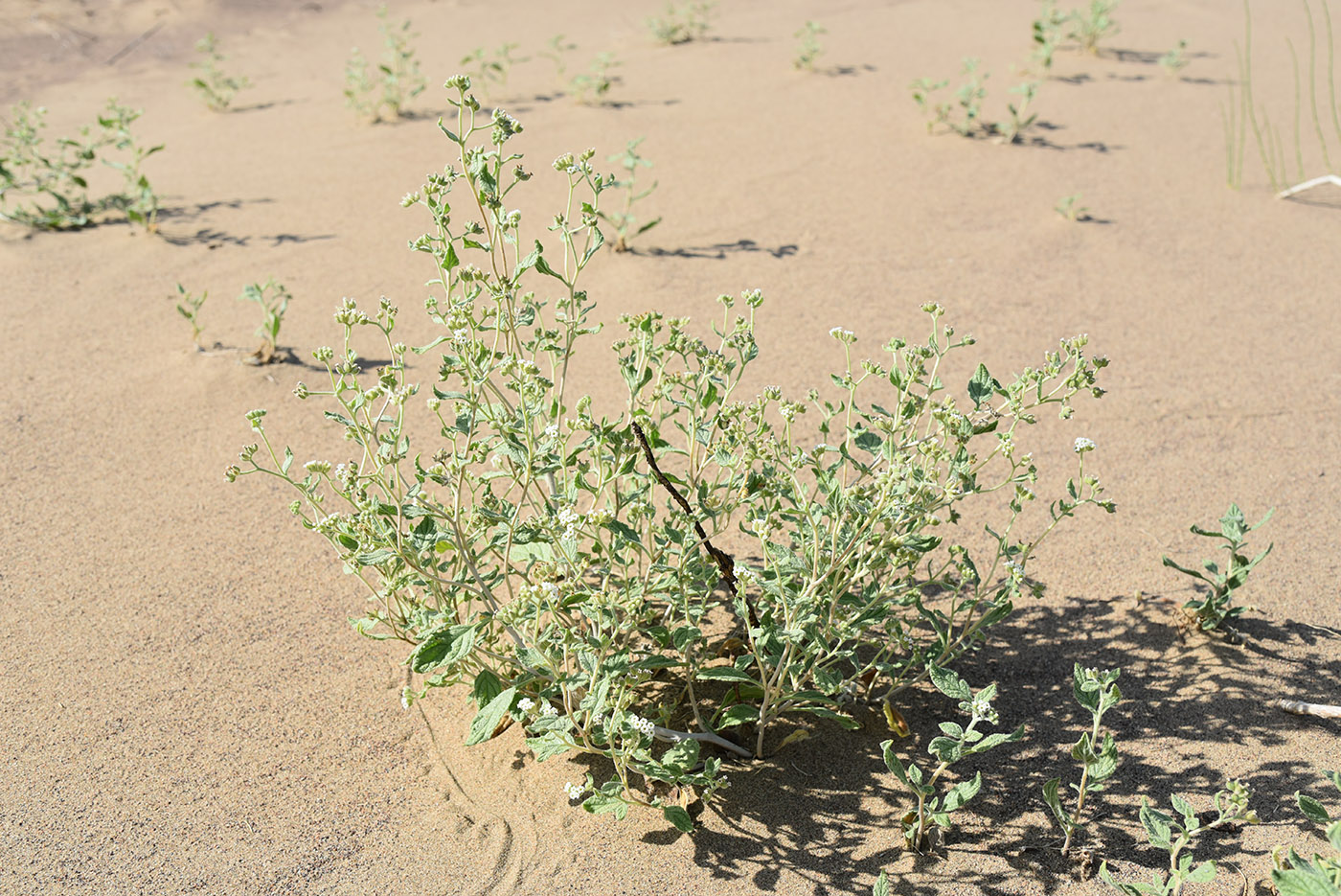 Изображение особи Heliotropium arguzioides.