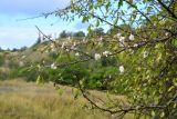 род Malus