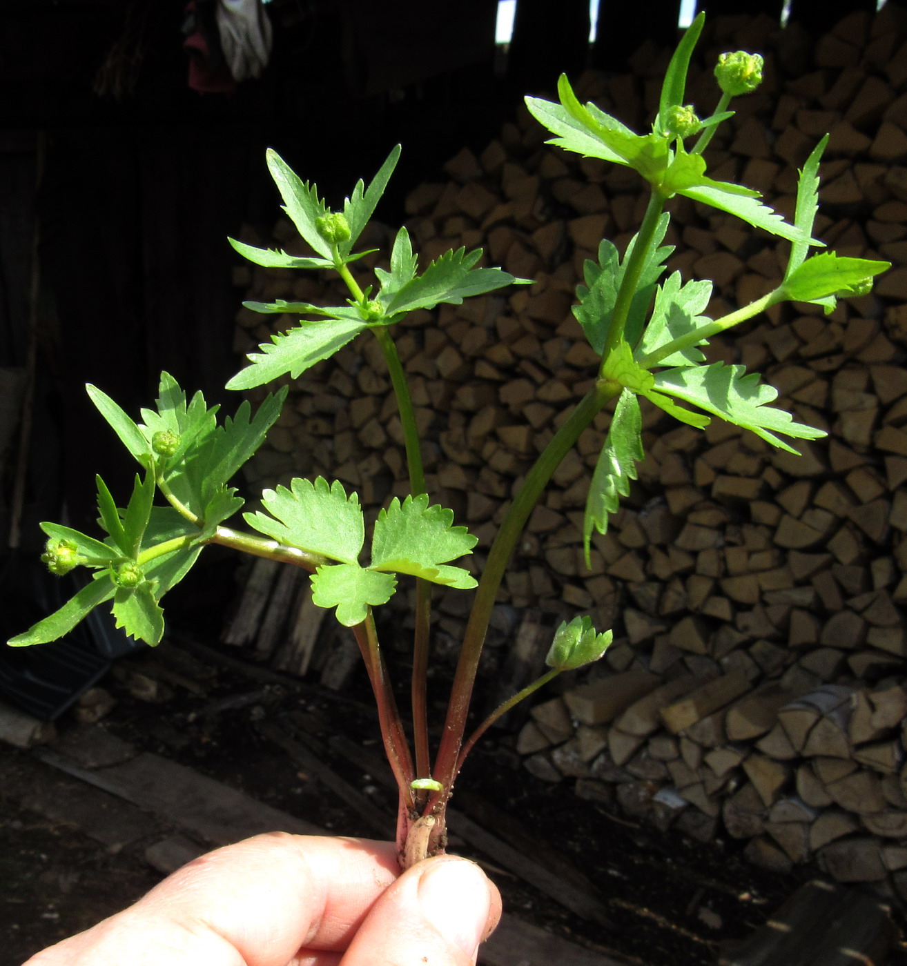 Image of Ranunculus kedranus specimen.